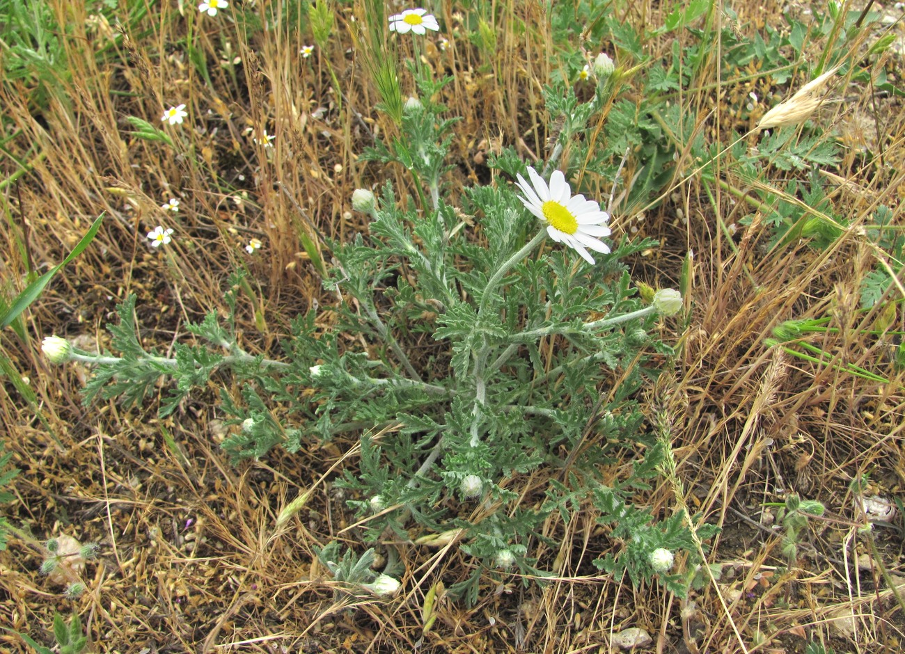 Image of Anthemis ruthenica specimen.