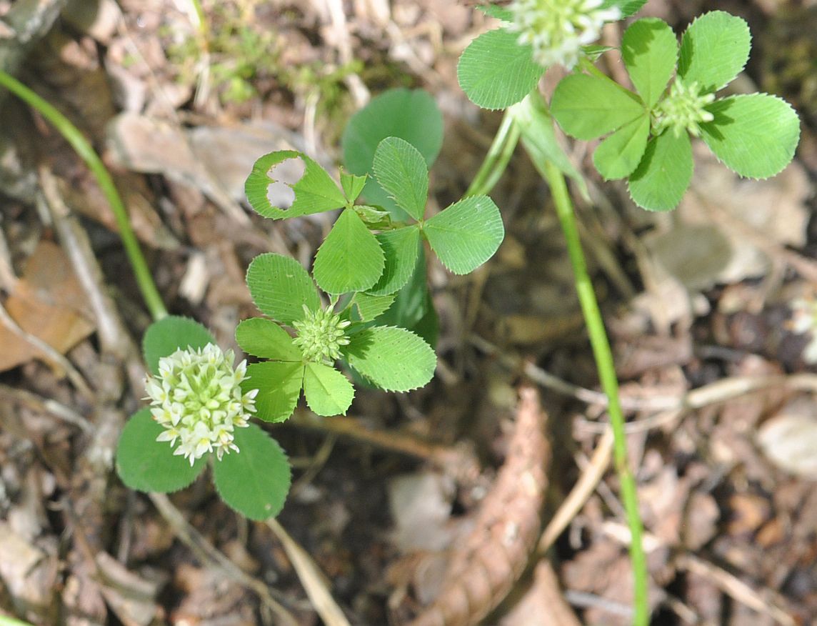 Изображение особи род Trifolium.