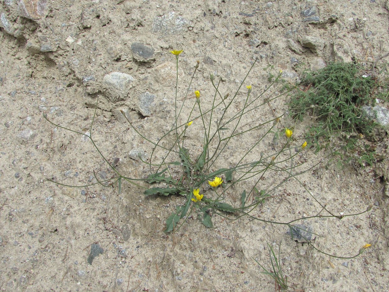 Image of Crepis sonchifolia specimen.