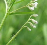 Vicia hirsuta. Соцветие. Краснодарский край, Кущевский р-н, станица Шкуринская, сазовая степь. 03.06.2010.