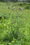 Cirsium pendulum. Цветущее растение на лугу. Приморский край, Кавалеровский р-н, на правом берегу р. Зеркальная вблизи устья. 10.08.2018.