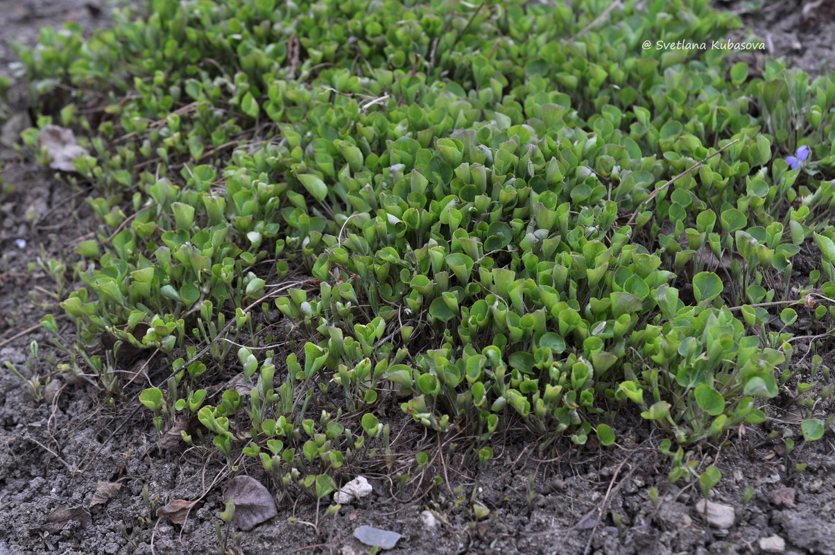 Image of genus Viola specimen.