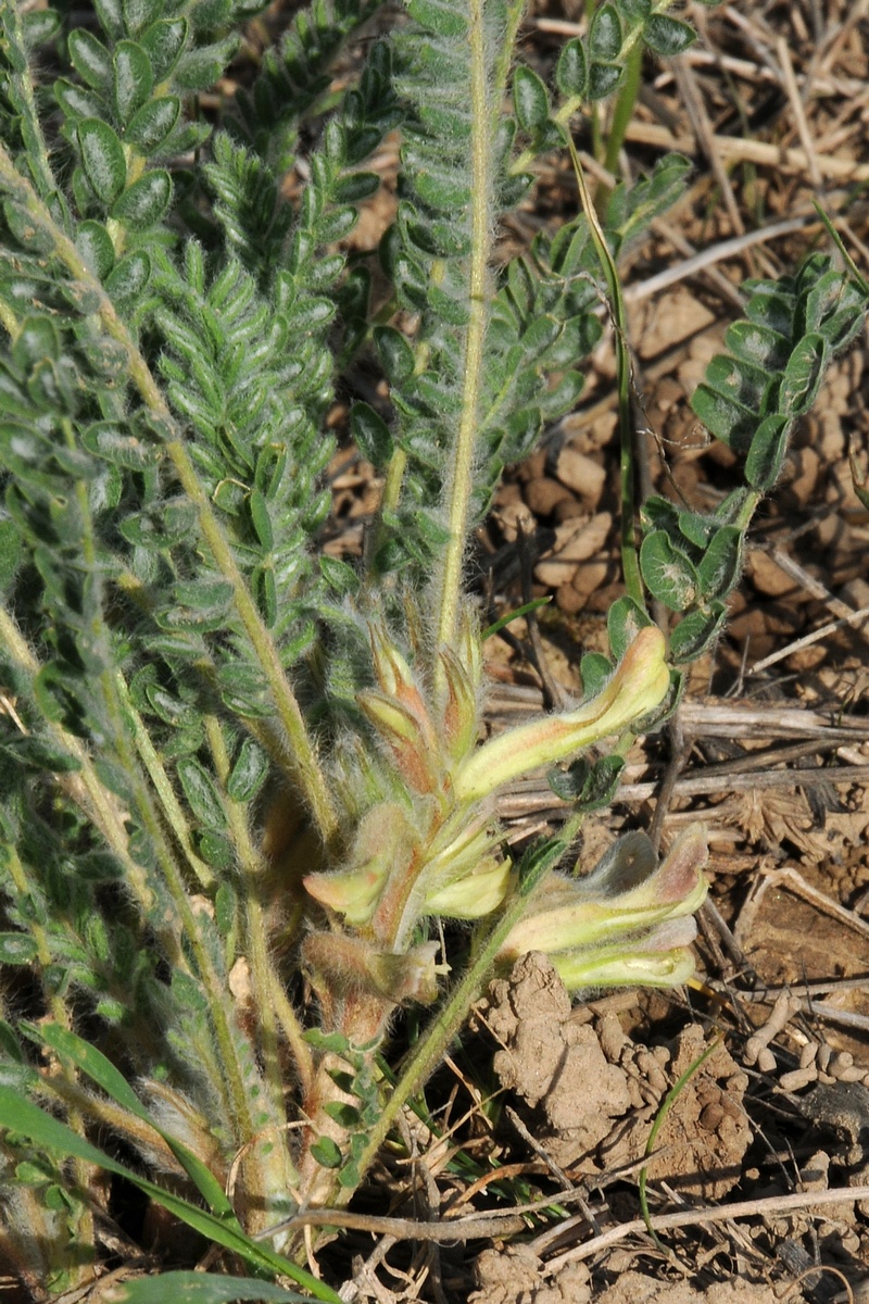 Image of Astragalus mucidus specimen.