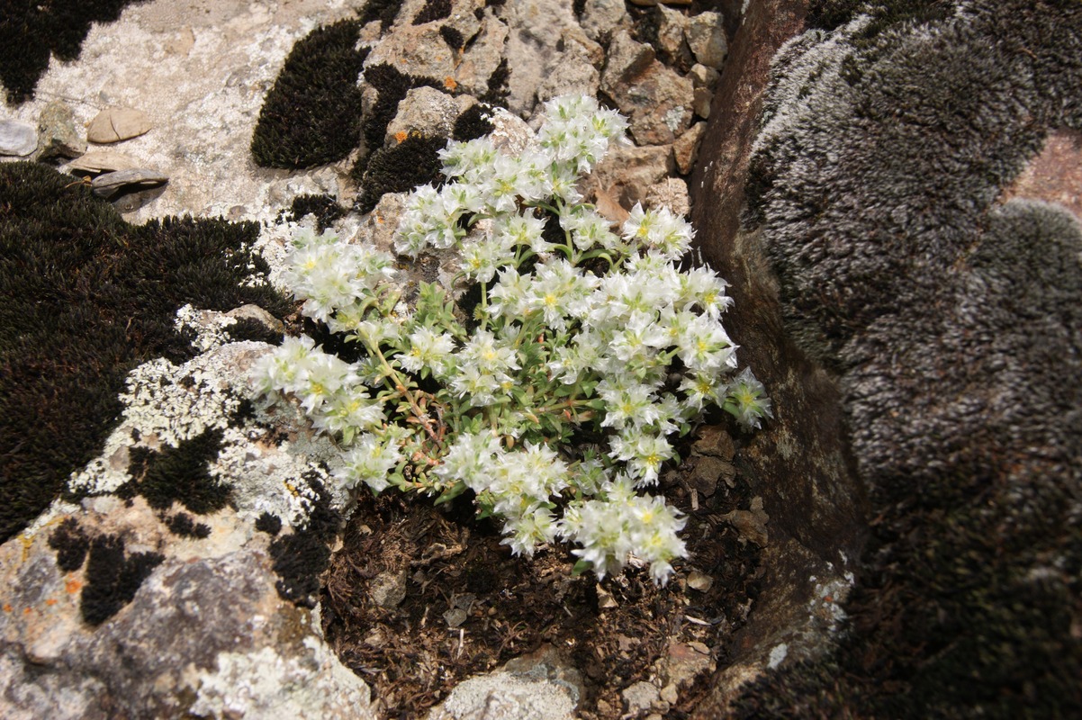 Image of Paronychia kurdica specimen.