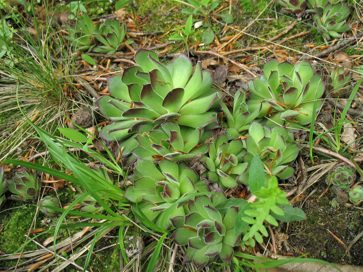 Image of Sempervivum ruthenicum specimen.