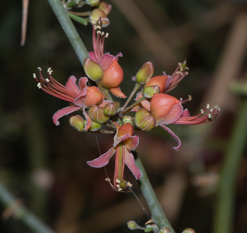 Image of Capparis decidua specimen.