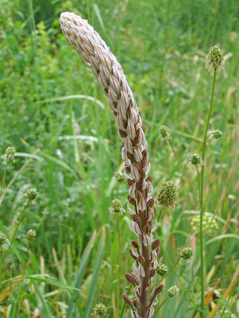 Image of Eremurus comosus specimen.