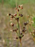 Juncus articulatus. Соцветие с цветками и завязавшимися плодами. Нидерланды, провинция Gelderland, община Bronkhorst, окр. дер. Zelhem, участок со снятым несколько лет назад верхним слоем почвы. 10 июля 2010 г.