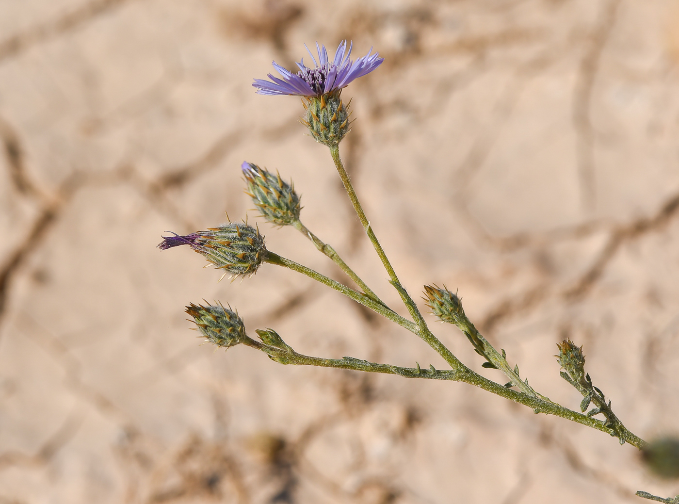 Image of Volutaria lippii specimen.