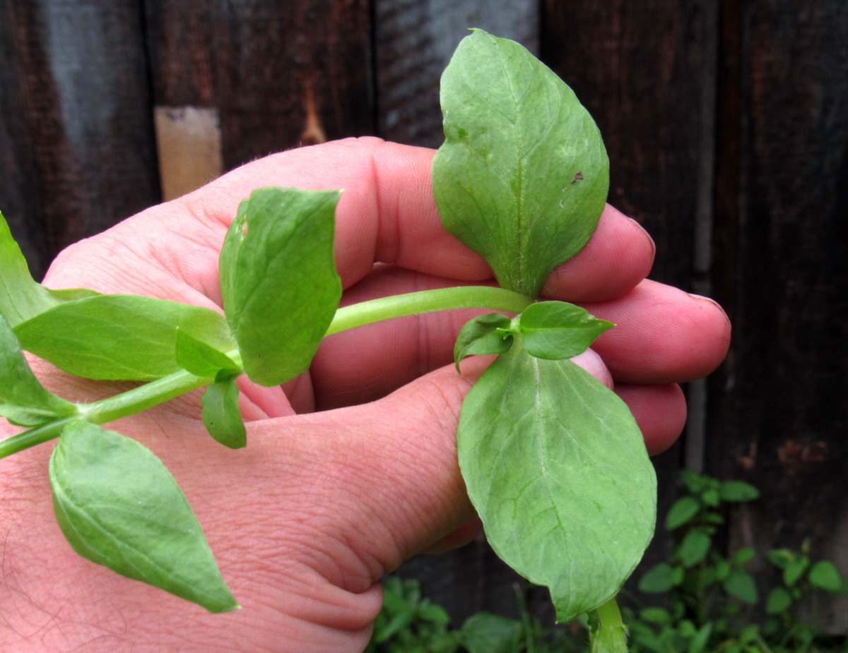 Image of Stellaria media specimen.