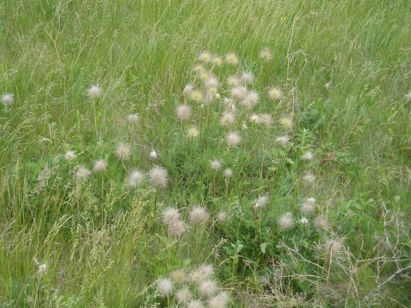 Image of Pulsatilla ucrainica specimen.