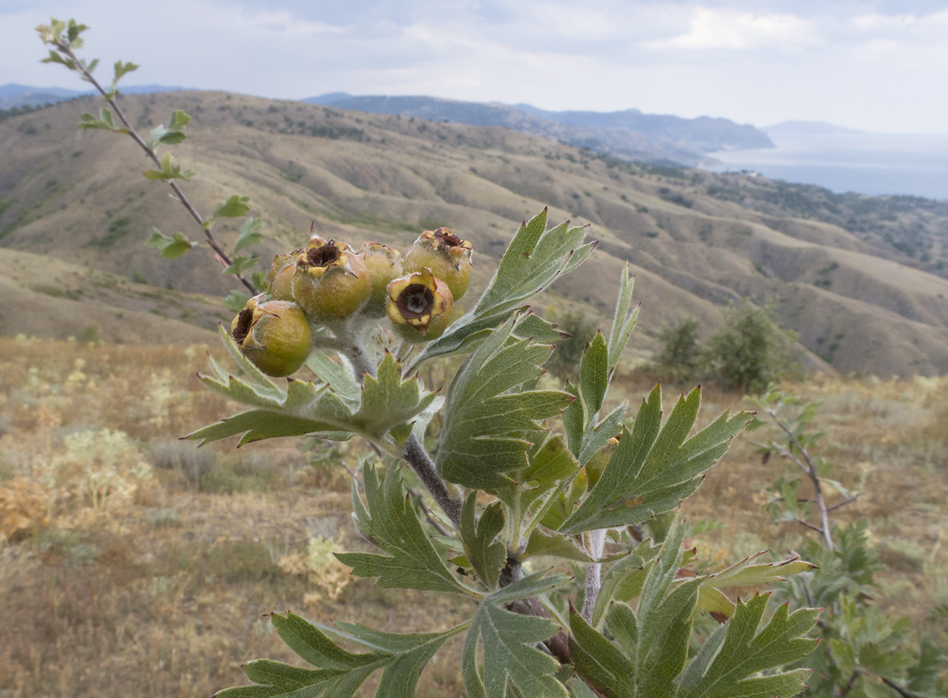 Image of Crataegus orientalis specimen.