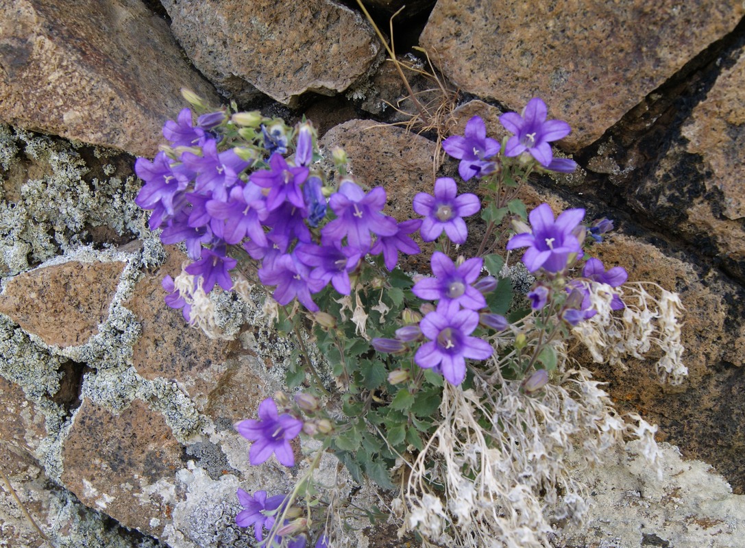 Изображение особи Campanula bayerniana.