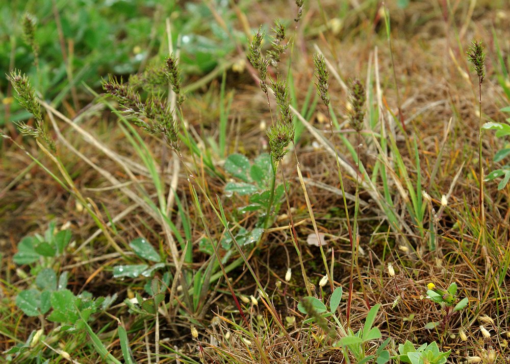 Изображение особи Poa bulbosa ssp. vivipara.