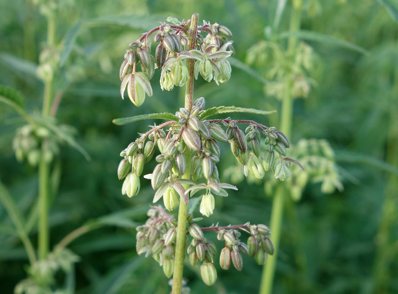 Image of Cannabis sativa var. spontanea specimen.