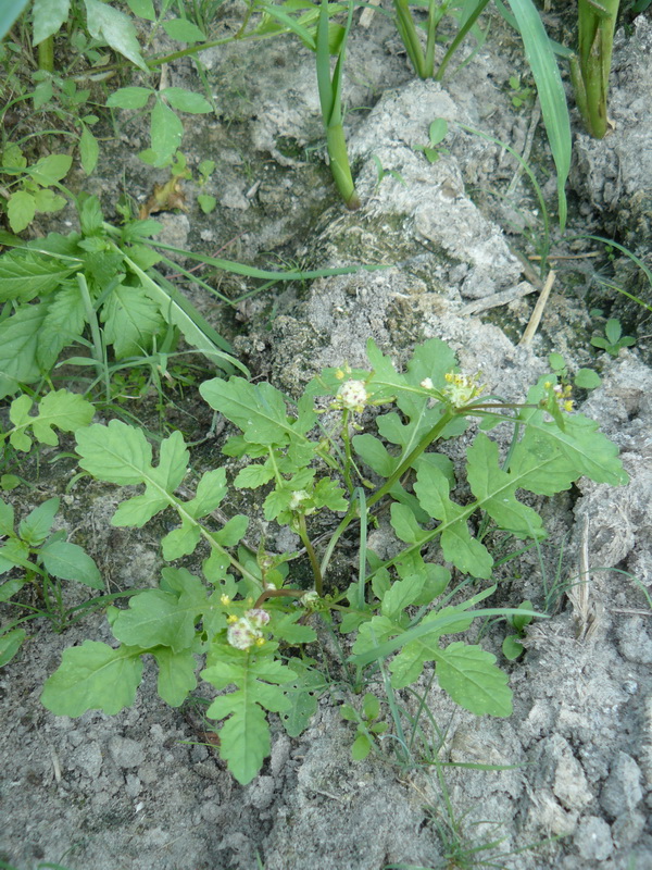 Image of Rorippa palustris specimen.