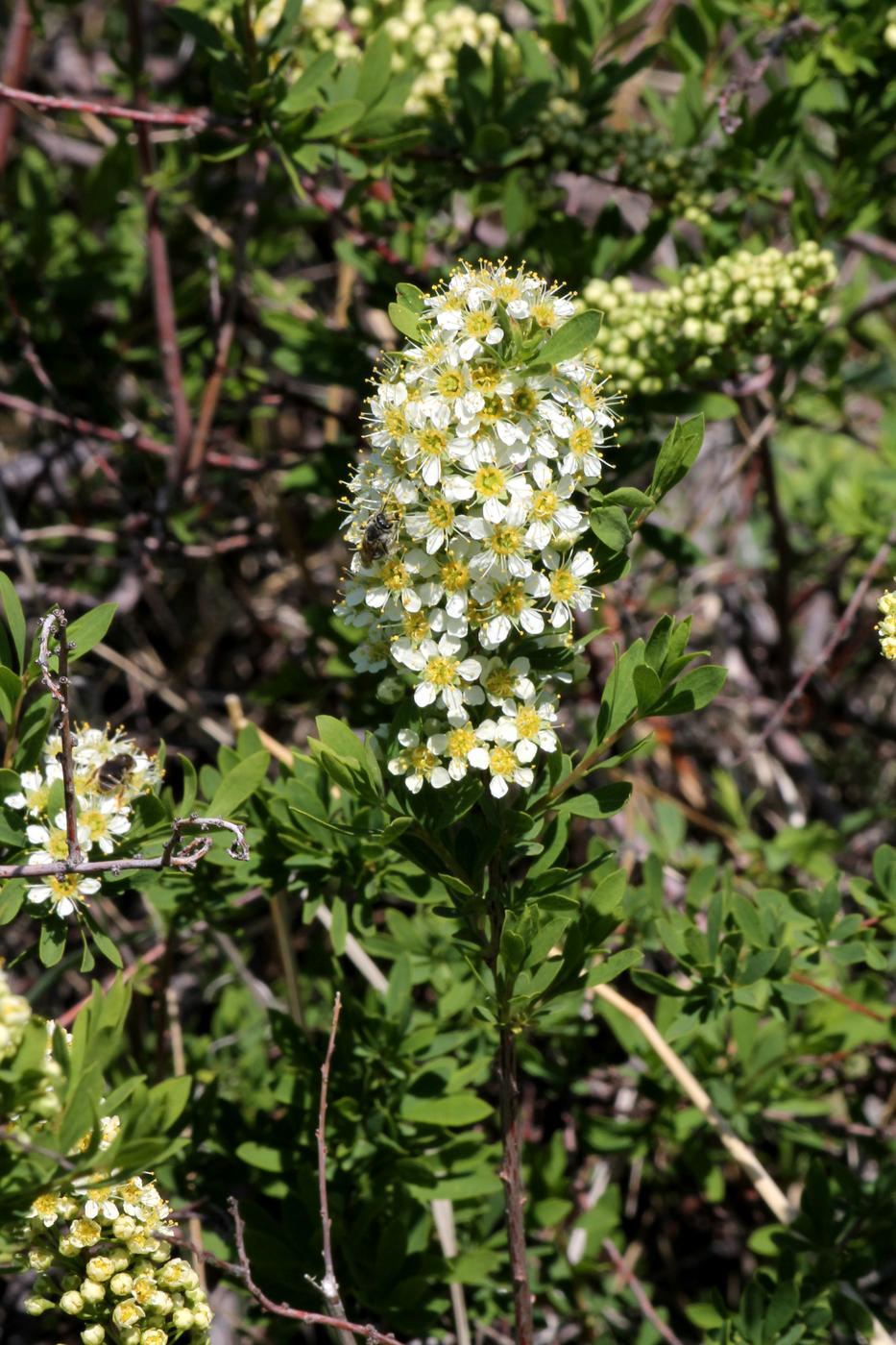 Image of Spiraea hypericifolia specimen.