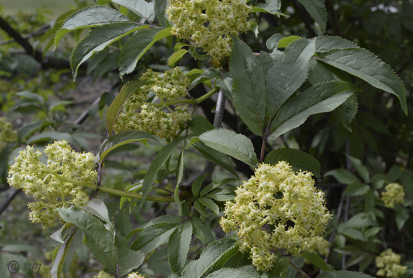 Image of Sambucus racemosa specimen.