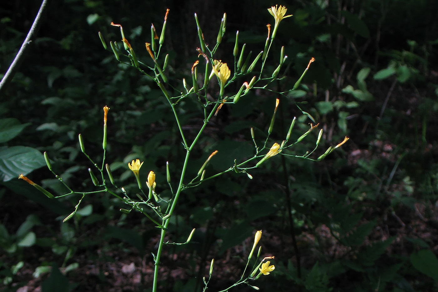 Image of Mycelis muralis specimen.