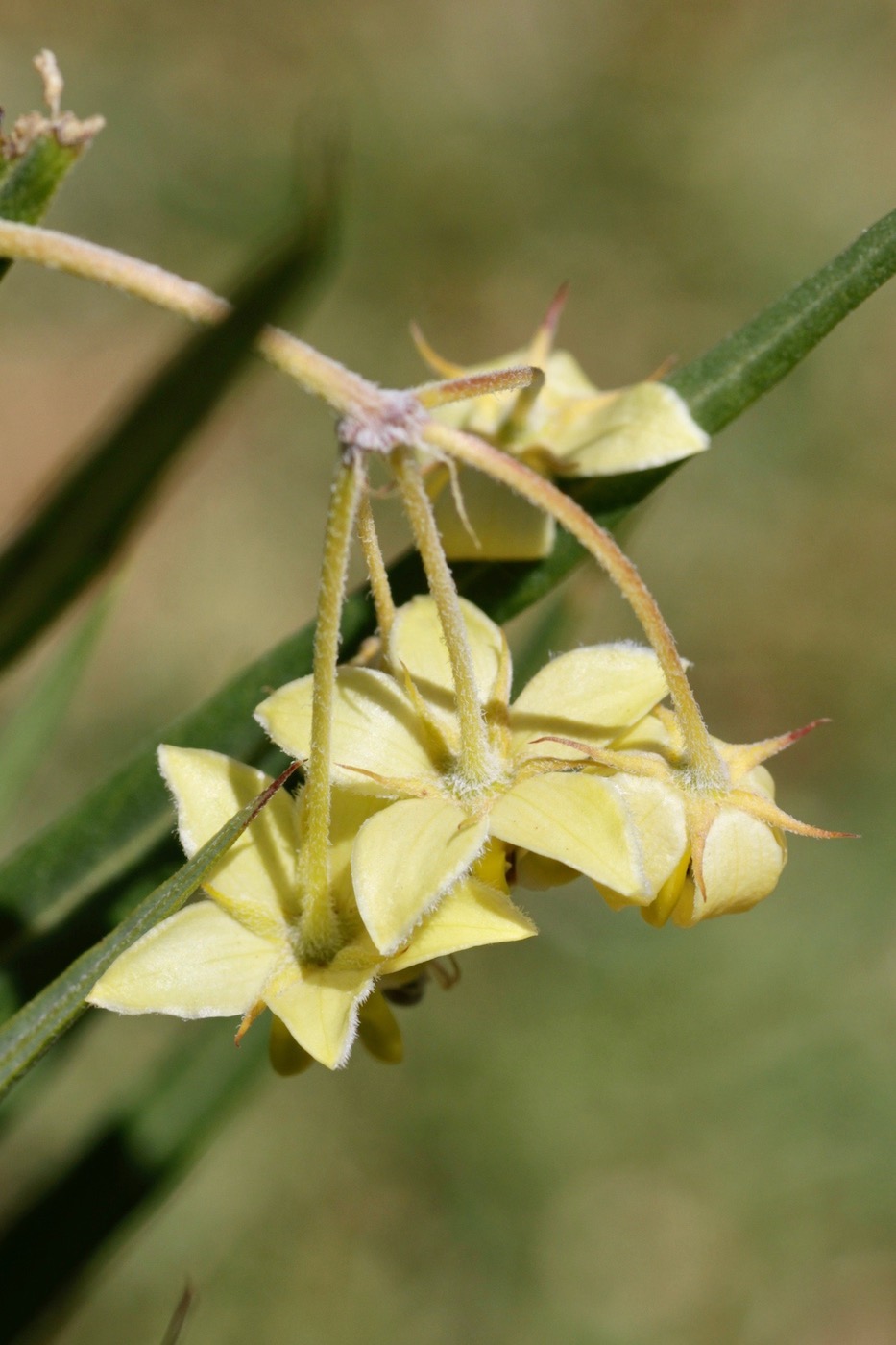 Изображение особи Gomphocarpus physocarpus.