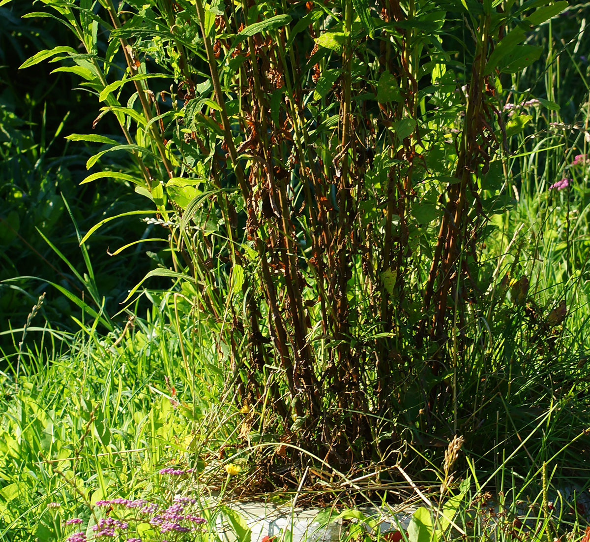 Изображение особи Solidago canadensis.