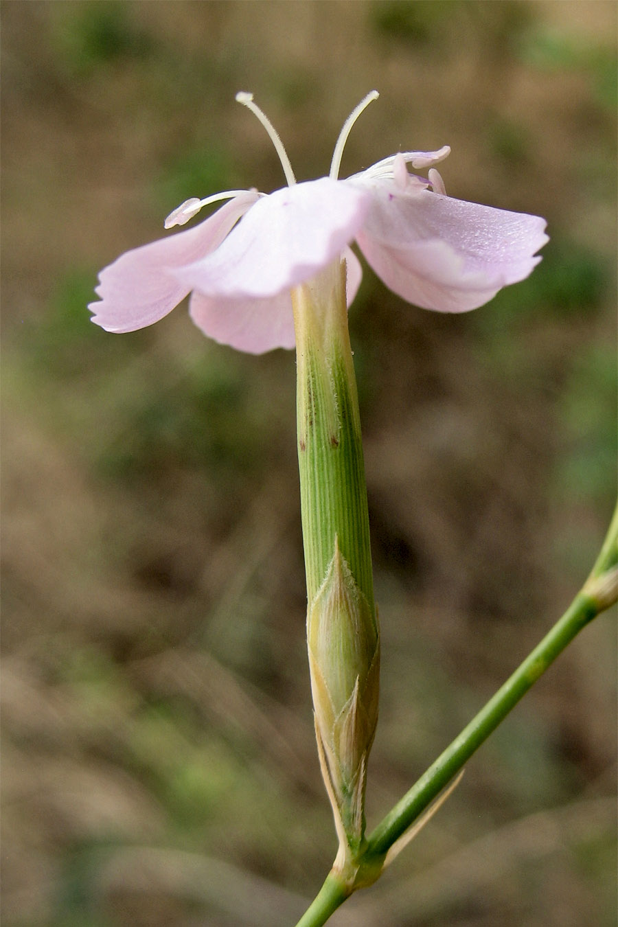 Image of Dianthus ciliatus ssp. dalmaticus specimen.