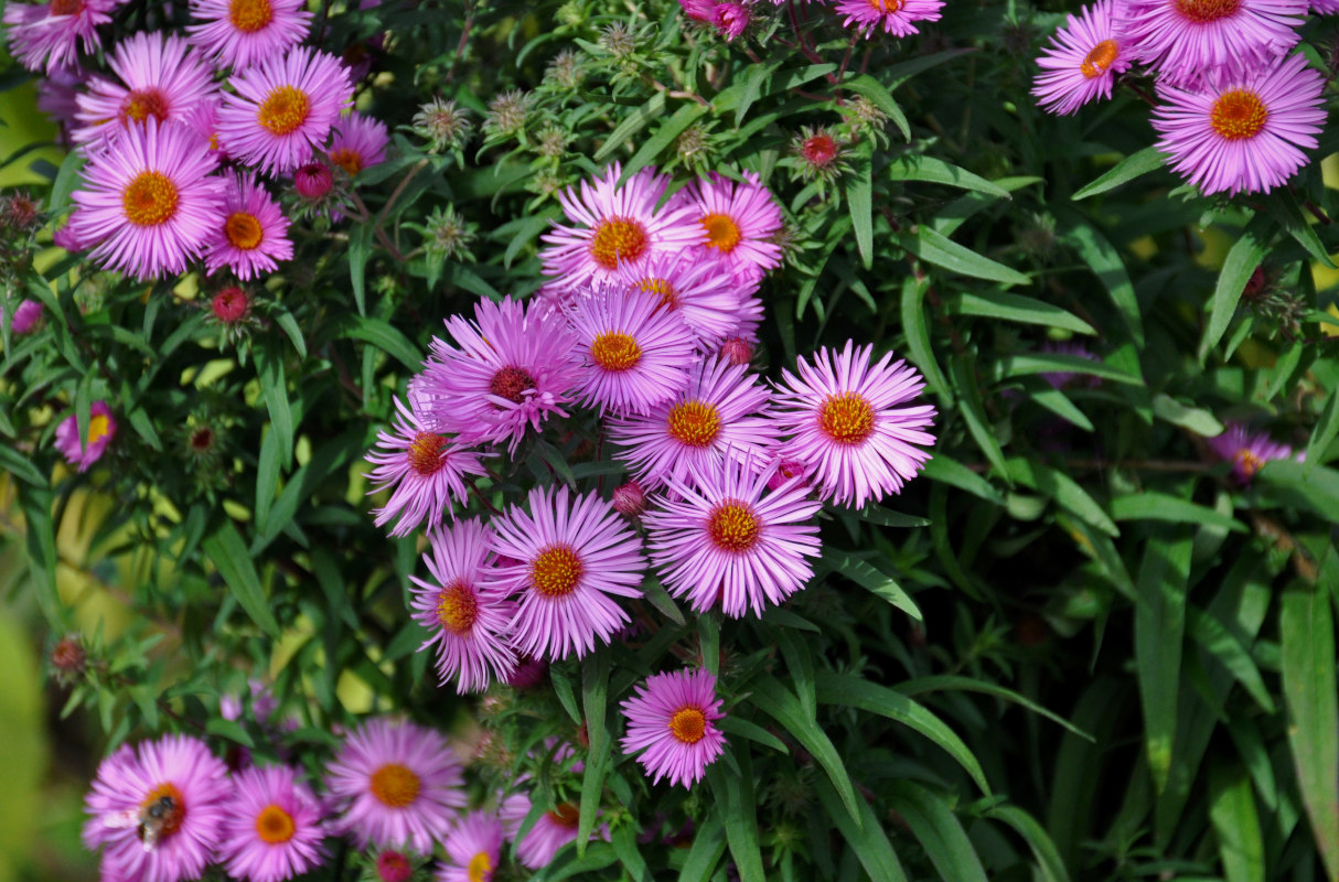 Изображение особи Symphyotrichum novae-angliae.