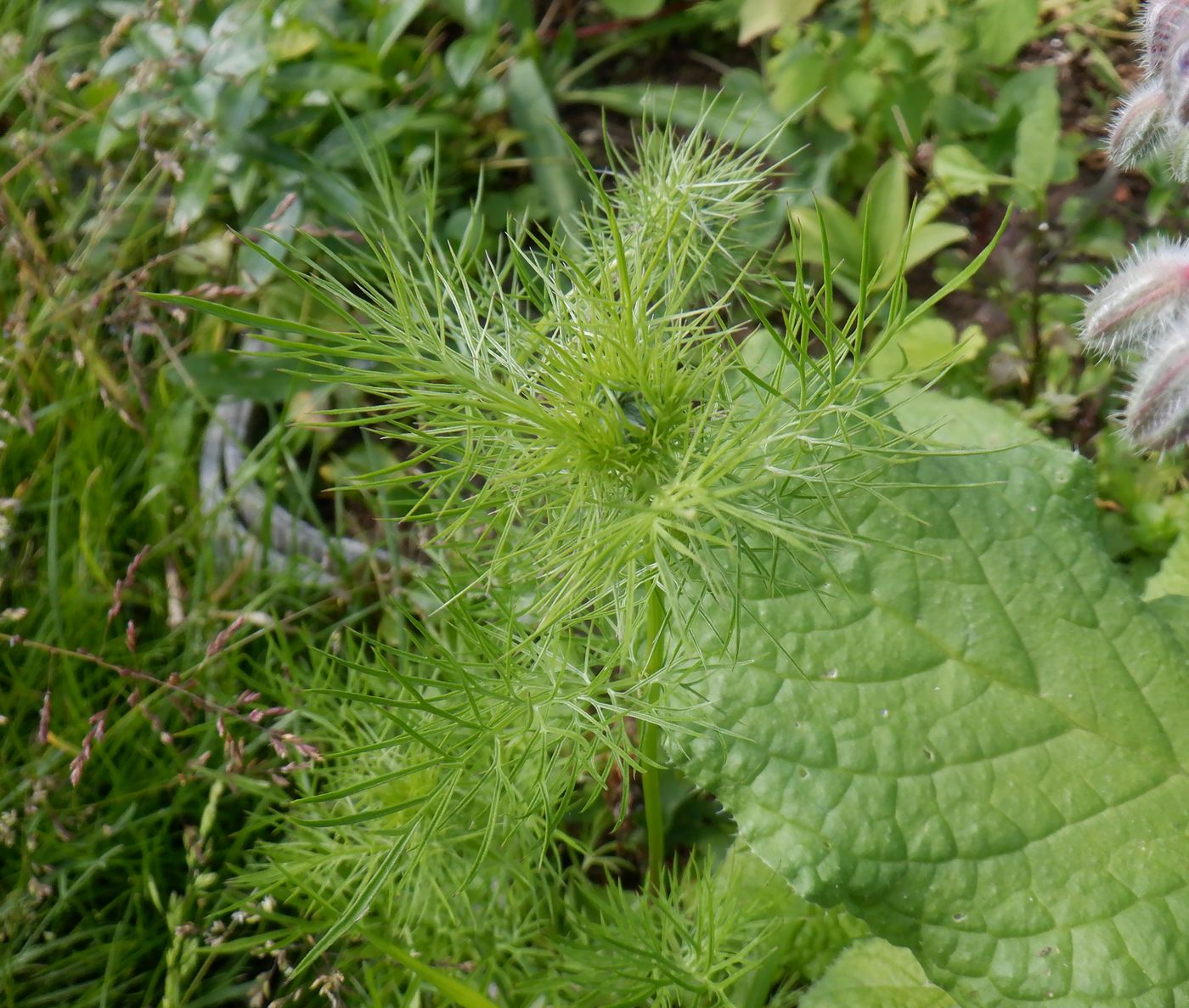 Image of Nigella damascena specimen.