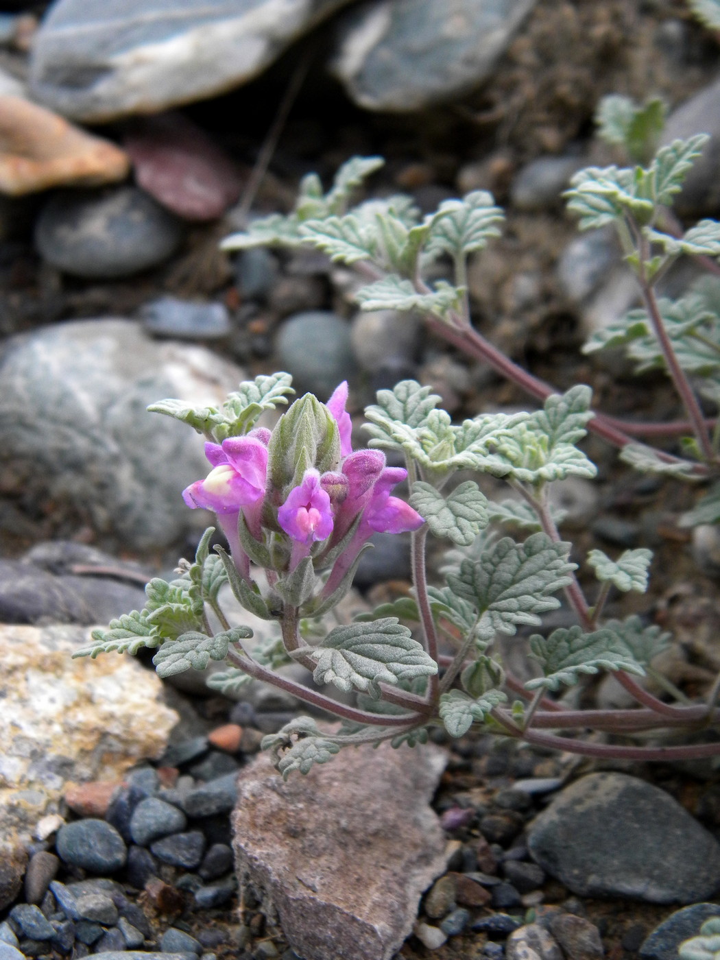 Image of Scutellaria grandiflora specimen.