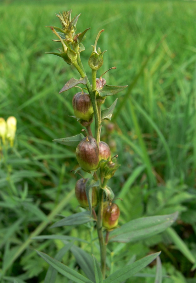 Изображение особи Linaria vulgaris.