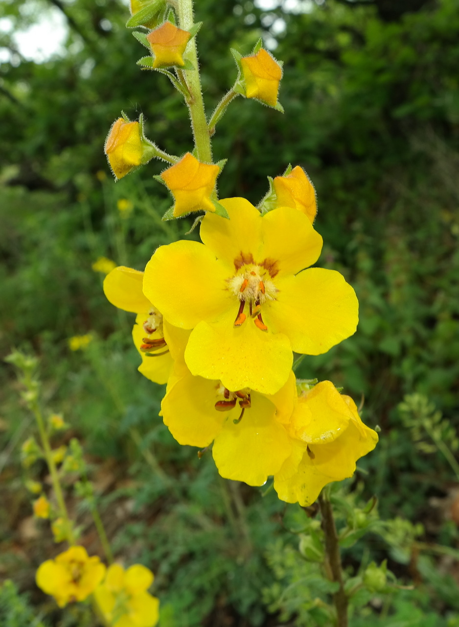 Изображение особи Verbascum spectabile.