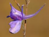 Delphinium consolida