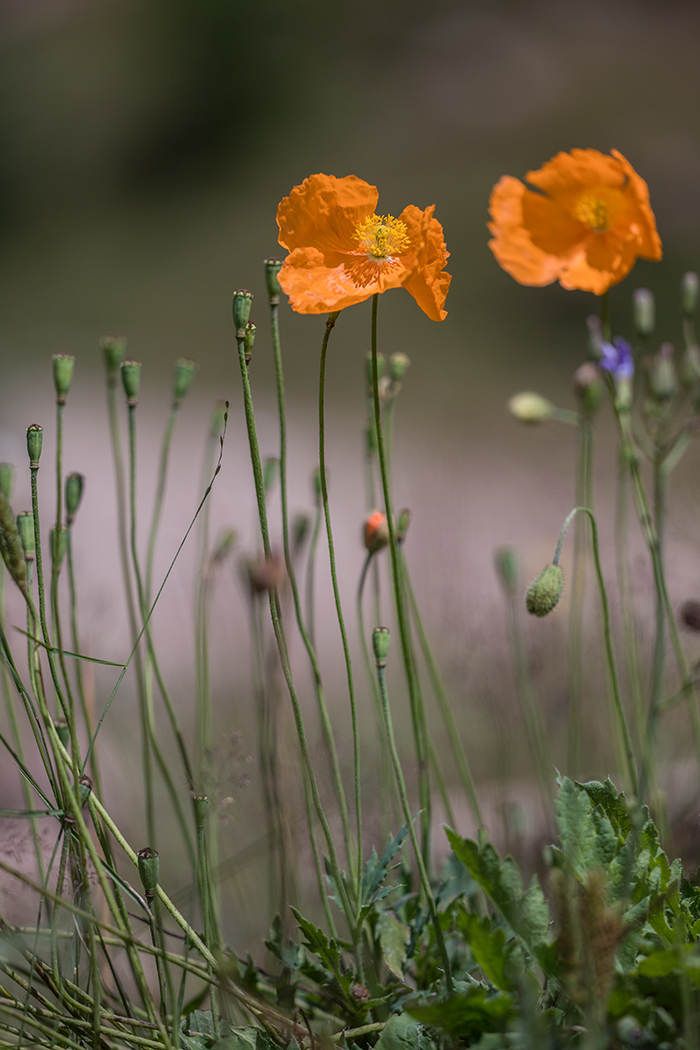 Изображение особи Papaver oreophilum.