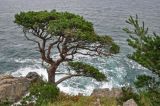 Pinus densiflora. Взрослое дерево. Приморье, Хасанский р-н, п-ов Гамова, окр. бухты Тёплая, обрывистый склон. 02.08.2021.