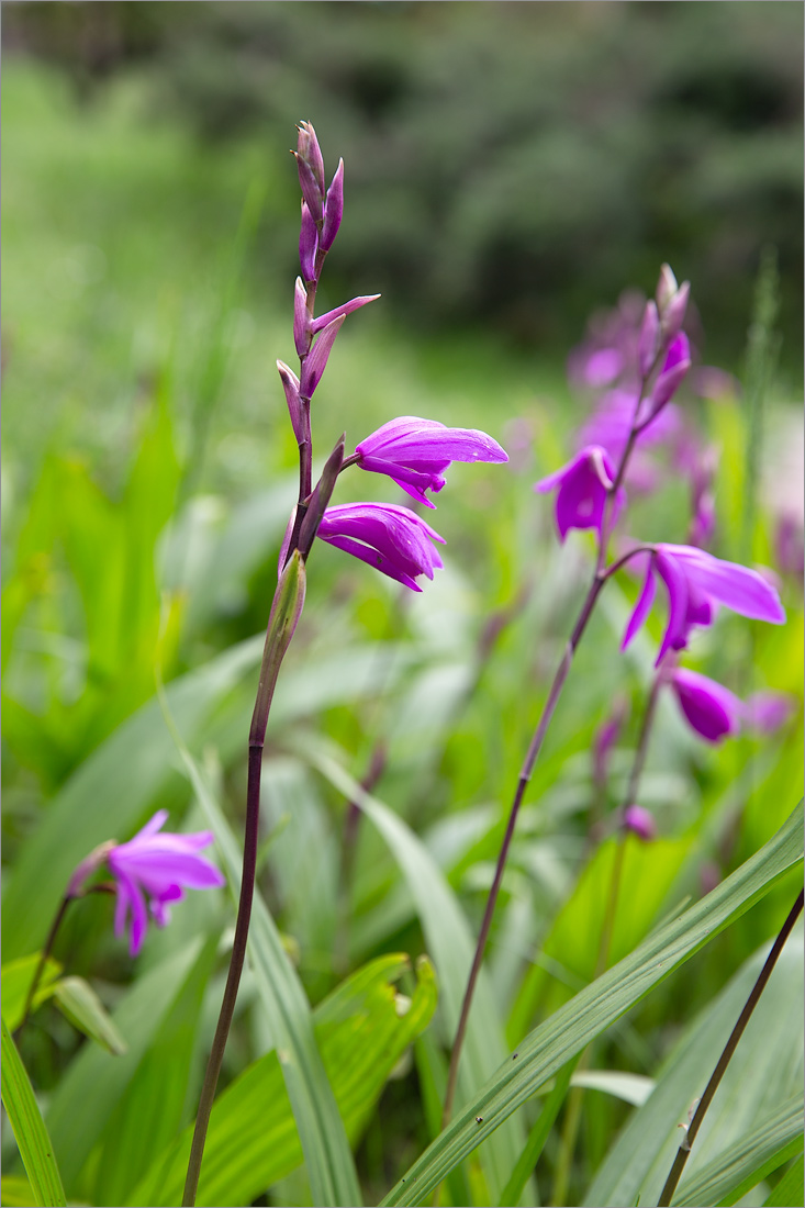 Image of genus Bletilla specimen.