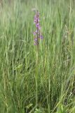 Anacamptis laxiflora подвид elegans. Цветущее растение. Крым, Байдарская долина, луг. 11.06.2022.