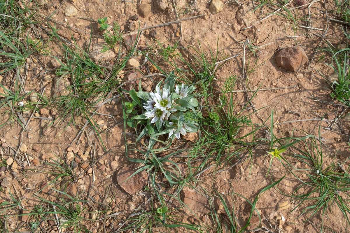 Image of Androcymbium palaestinum specimen.