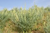 Pseudosophora alopecuroides. Цветущее растение. Узбекистан, г. Самарканд, городище Афрасиаб, выбитая скотом степь на лёссовых холмах. 9 мая 2022 г.