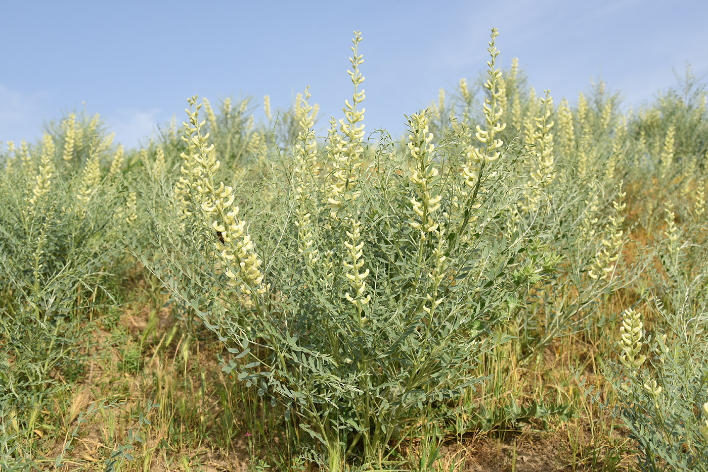 Изображение особи Pseudosophora alopecuroides.