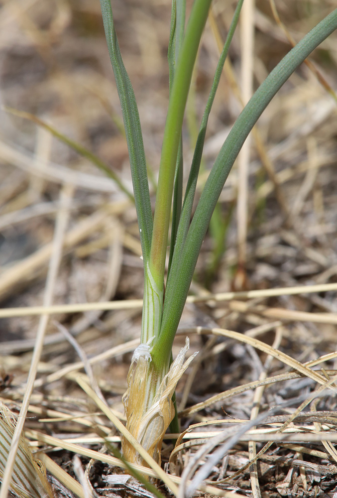 Image of Allium ubsicola specimen.