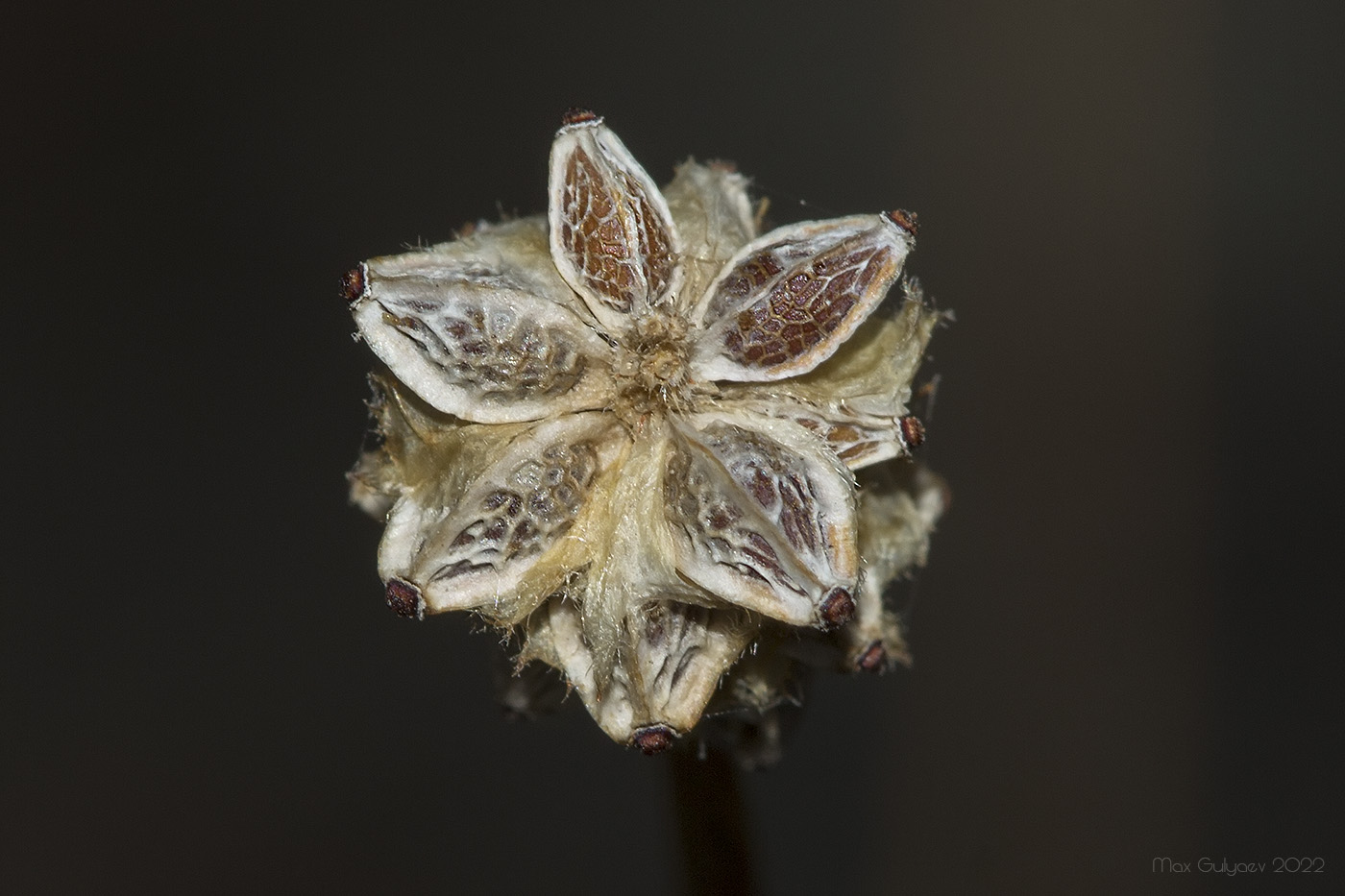 Image of Poterium polygamum specimen.