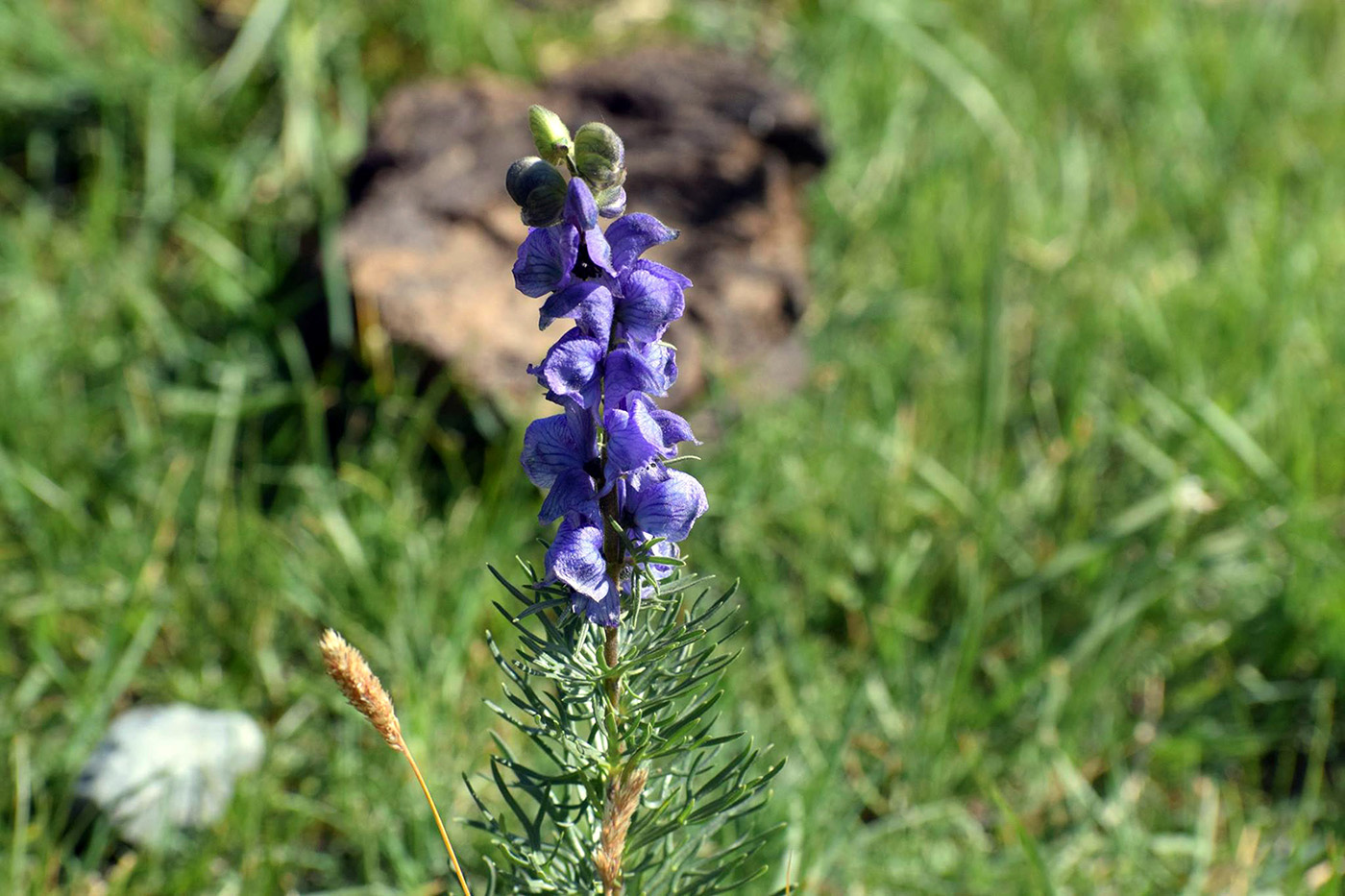 Изображение особи род Aconitum.