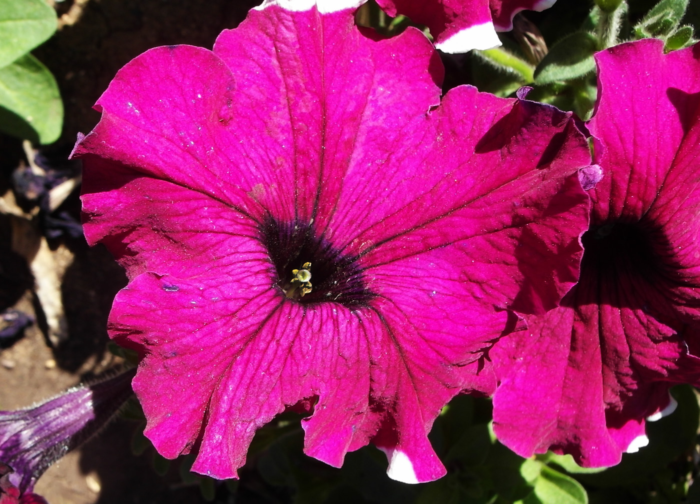 Изображение особи Petunia &times; hybrida.