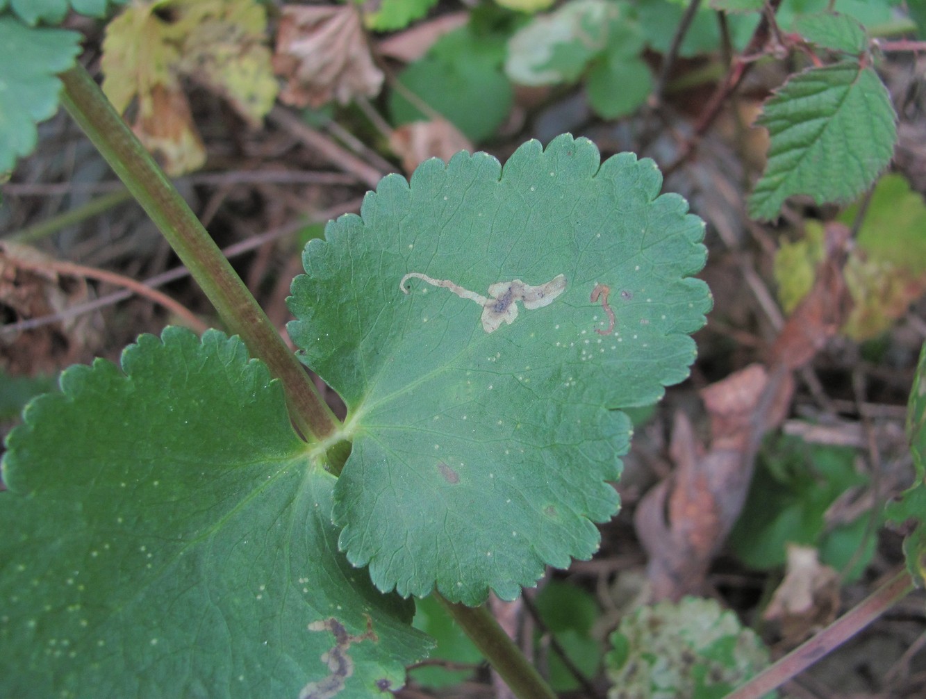 Image of familia Apiaceae specimen.