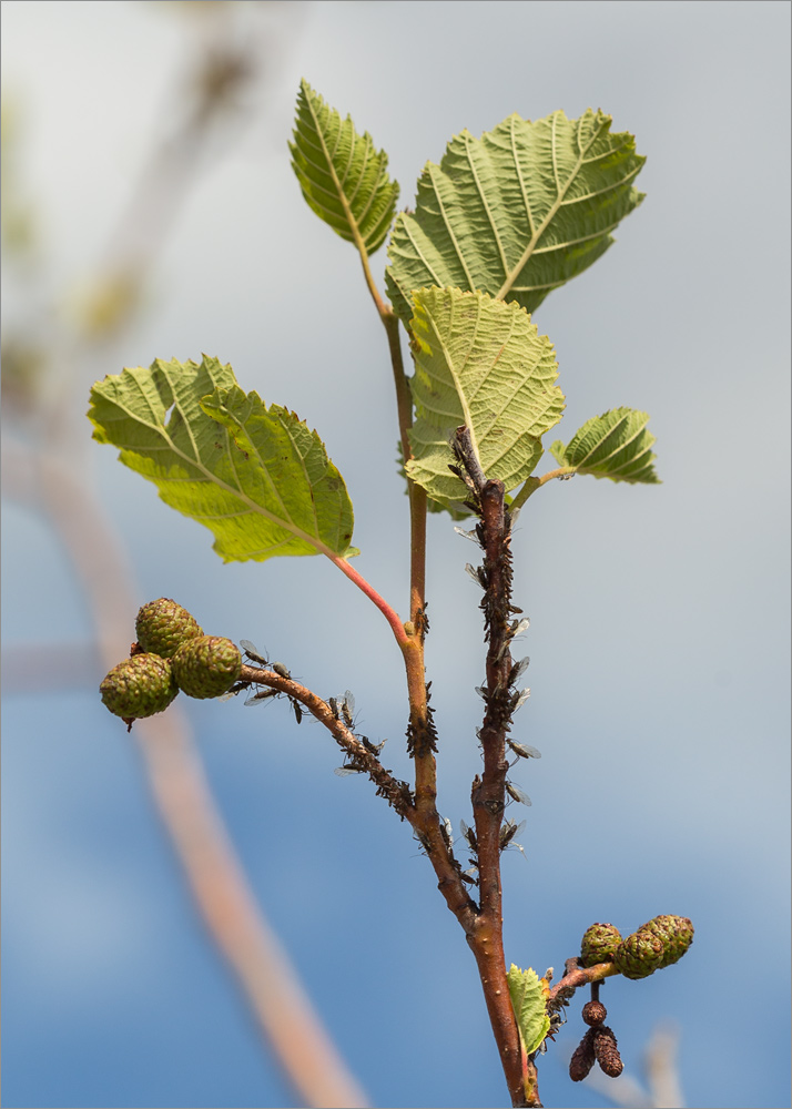 Image of Alnus incana specimen.