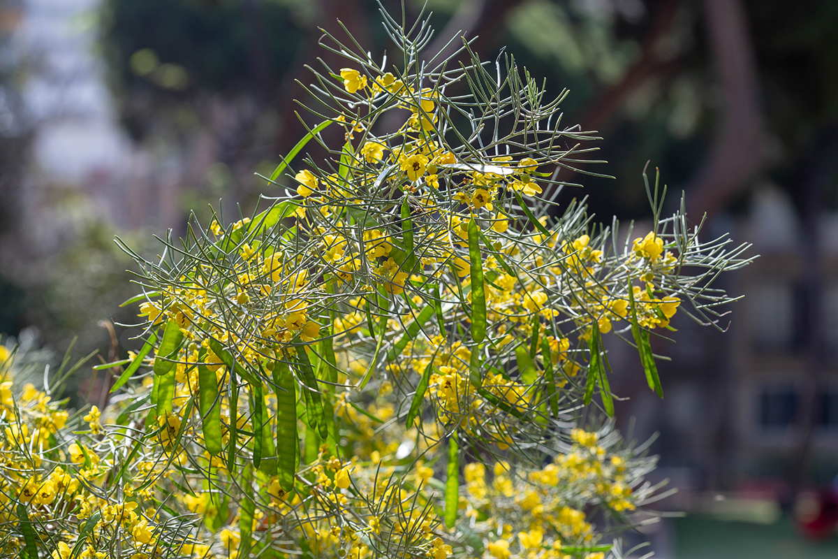 Изображение особи Senna artemisioides.