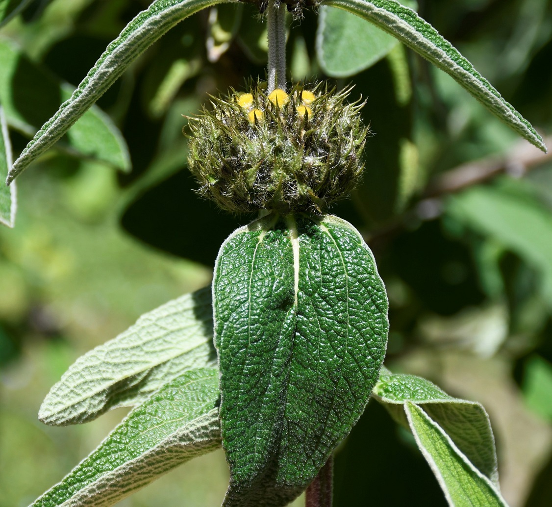 Image of Phlomis lunariifolia specimen.