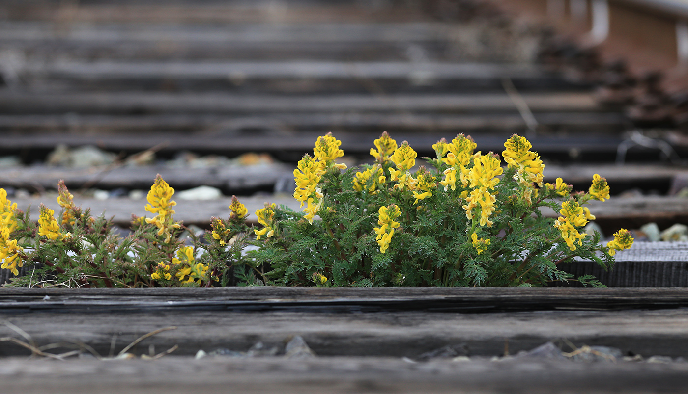 Изображение особи Corydalis speciosa.