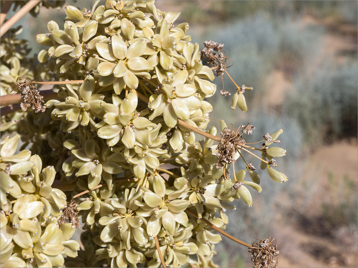 Image of Ferula foetida specimen.