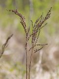 Смотреть изображение Onoclea sensibilis
